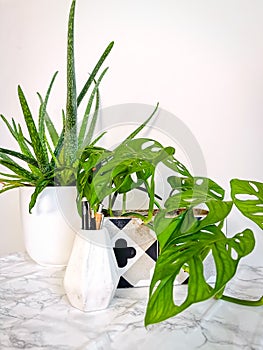 White clean work desk with numerous green plants for a relaxing no stress office space