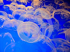 White Clear Jellyfish Landscape