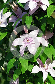 white clematis flower