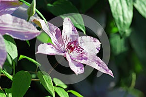 White clematis flower