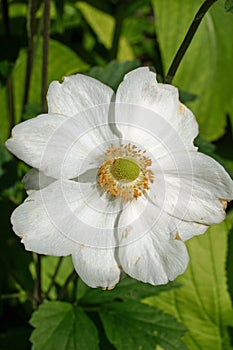 White Clematis flower