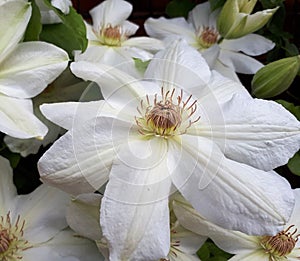 White Clematis Flowers with buds and stamens