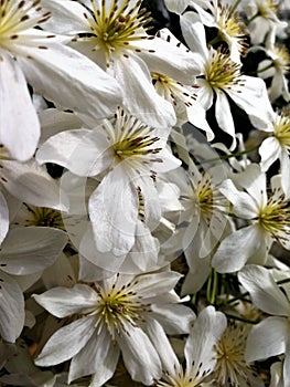 White clematis flowers, variety Avalanche