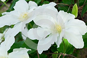 White Clementis Blooms