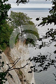 White cliff of Mons klint, Moen Island, Denmark, trees on cliff photo