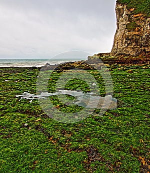 White Cliffes at St Margarets Bay at low tide