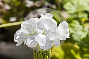 White climbing Hydrangea flowers bloom blossom under spring morning sun close up