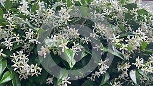 White climbing jasmine hedge with flowers