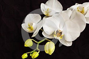 White close up orchidea photo