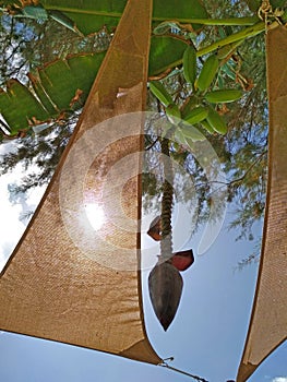 White cloth cover and palm leaves