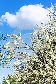 White cloud in blue sky and cherry tree blossoms