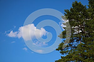 White cloud and green tree against the blue sky