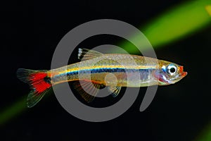 White Cloud Mountain minnow