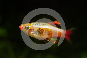 White cloud mountain minnow, healthy dominant male of dwarf coldwater species, healthy plants, low light blurred Amano style