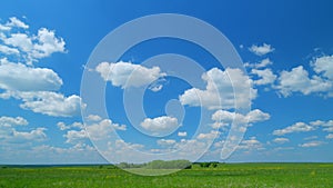 White clouds above spring green field. Trees on a green meadow and clouds in the sky on a sunny day in summer or spring