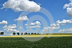 White clouds, blue sky, green fields. Summer.