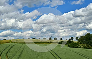 White clouds, blue sky, green fields. Summer.