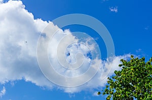 White clouds in blue sky, green tree in the right bottom corner. Two frigate birds in the clouds