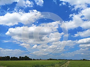 White clouds in the blue sky natural background nature rice tree grassy lush verdancy verdant verdantly verdure verdurous