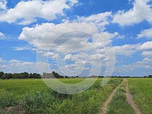 White clouds in the blue sky natural background nature rice tree grassy lush verdant verdantly verdure