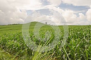 White clouds over green corn farming