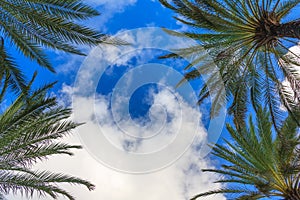 White clouds, palm trees and blue sky