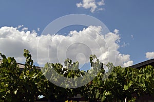 White clouds on the roof