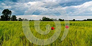 White clouds in the sky, Red wild common poppy in a wheat field, Ukraine