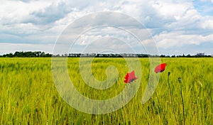 White clouds in the sky, Red wild common poppy in a wheat field, Ukraine