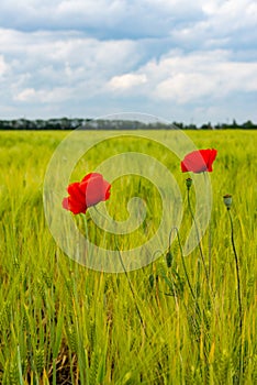 White clouds in the sky, Red wild common poppy in a wheat field, Ukraine