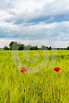 White clouds in the sky, Red wild common poppy in a wheat field, Ukraine