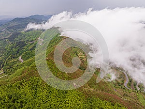 White clouds surround the azalea-filled hillside photo