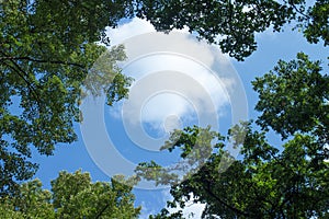 White clouds surrounded by luxuriant trees against sky