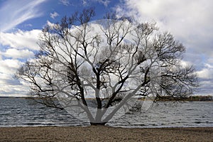 White clouds. Windy day at the lake. Waves open spaces horizon. Autumn. November. Silhouette of a tree on the shore. Willow plant