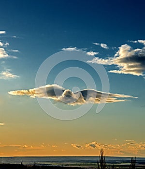 White cloudy bird soars in the blue sky