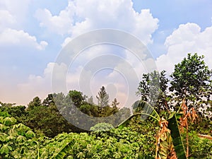 White clounds in the sky and trees that grow abundantly in bogor west java