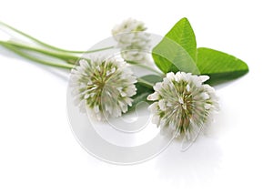 White clover