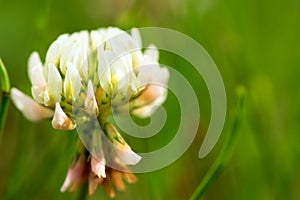 White Clover close-up photo