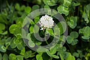 White clover, Dutch Clover, creeping Amor Trifolium repens