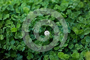 White clover, Dutch Clover, creeping Amor Trifolium repens photo