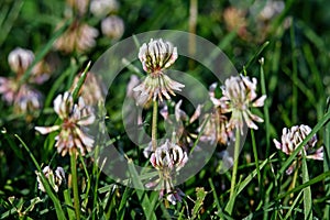 White clover in early morning light.