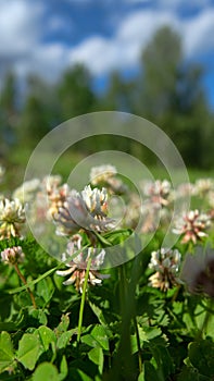 White clover on the edge of the field