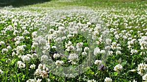 White clover field photo
