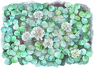 White clover field watercolor illustration