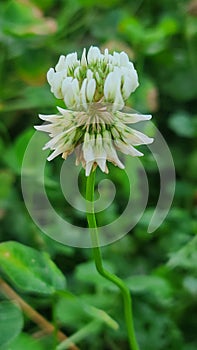 White clover flower blooming in lush green yard