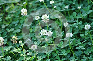 White Clover Flower Field photo