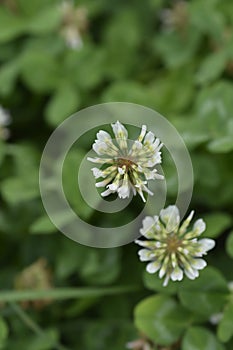 White clover