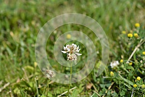 White clover