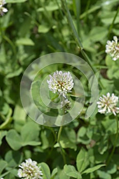 White clover