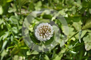 White clover